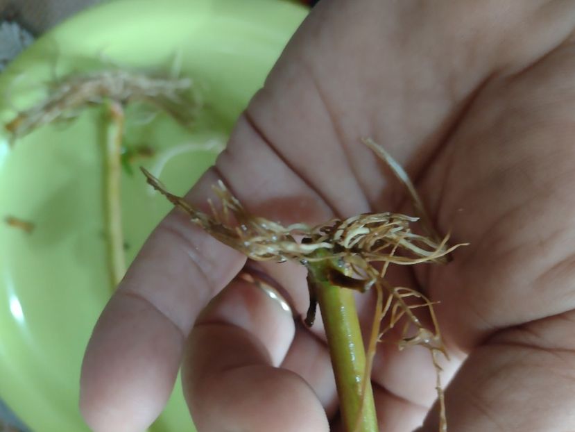  - Înrădăcinare leandru