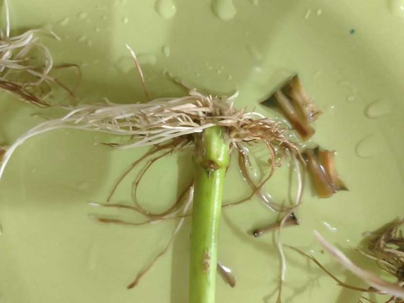  - Înrădăcinare leandru