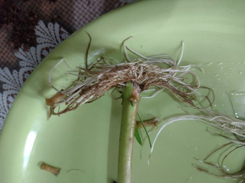  - Înrădăcinare leandru