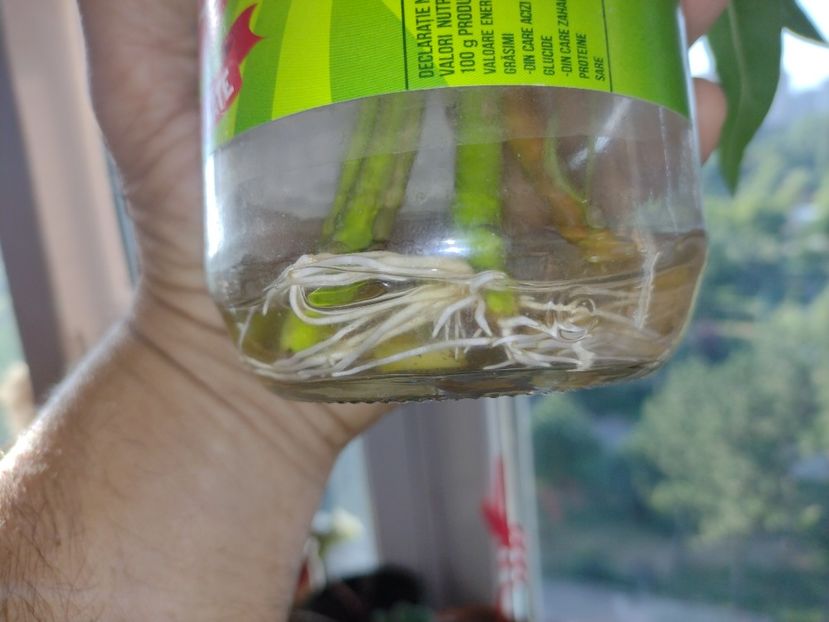  - Înrădăcinare leandru