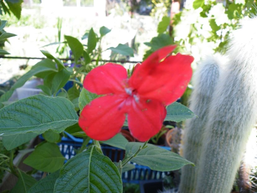 ruellia elegans - 2022 cu floricele