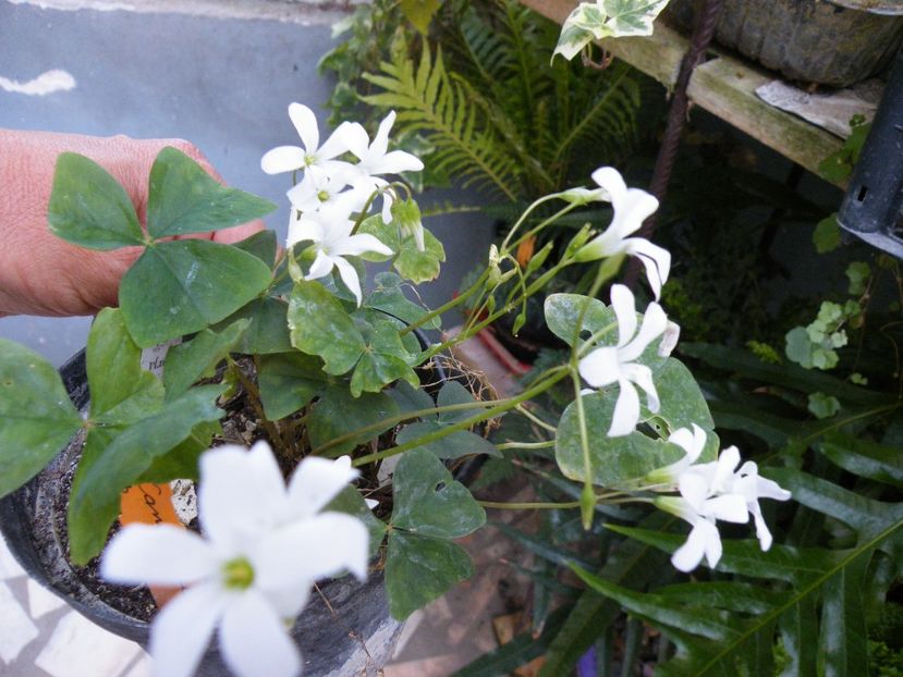 oxalis alb - 2022 cu floricele