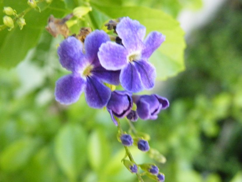 duranta - 2022 cu floricele