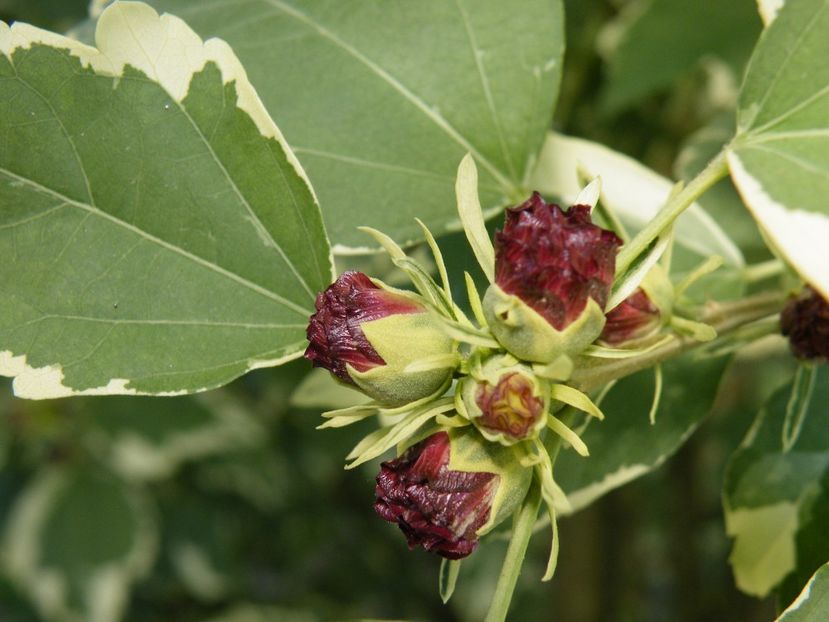 hibiscus purpureus variegatus - 2022 cu floricele