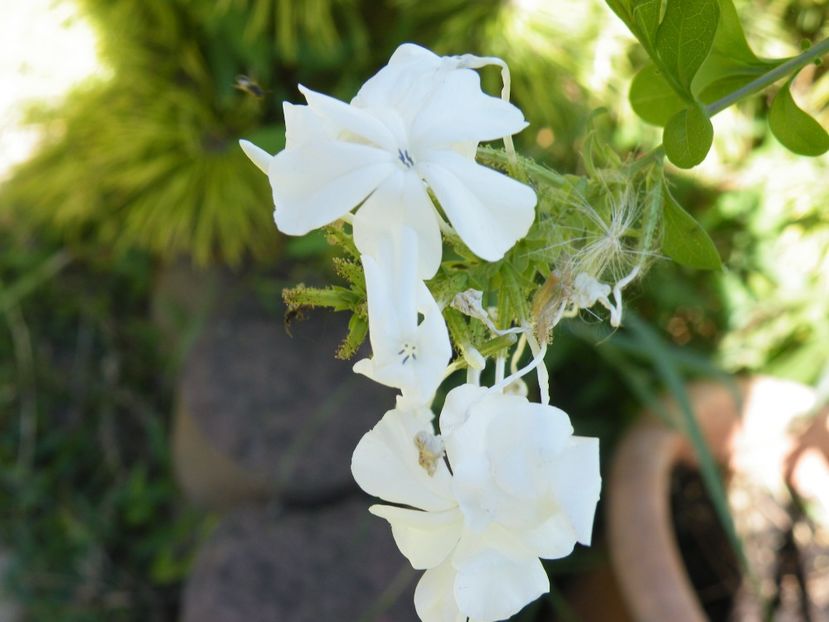 plumbago - 2022 cu floricele