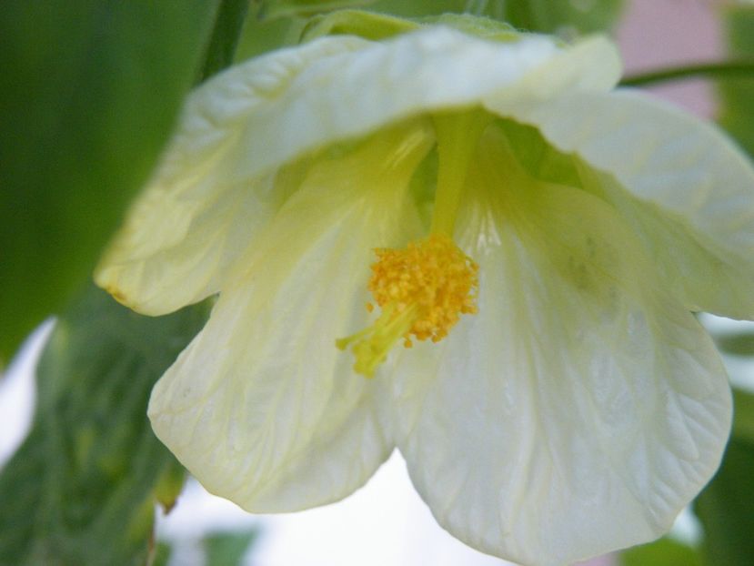 abutilon - 2022 cu floricele