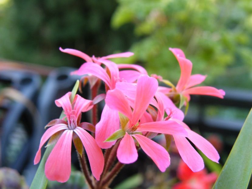 pelargonium leone hollborrow - 2022 cu floricele