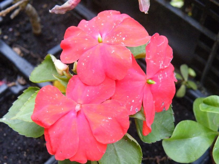 impatiens - 2022 cu floricele