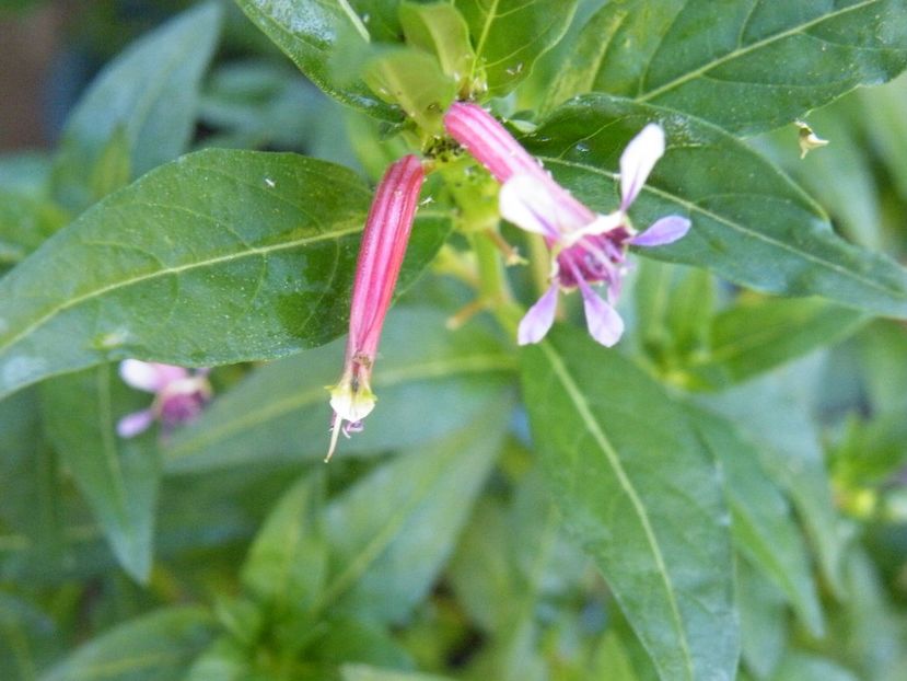cuphea - 2022 cu floricele
