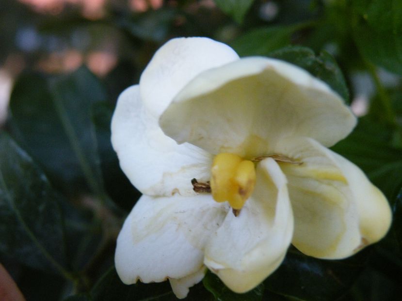 gardenia - 2022 cu floricele