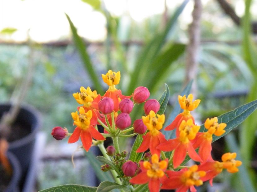 asclepias - 2022 cu floricele