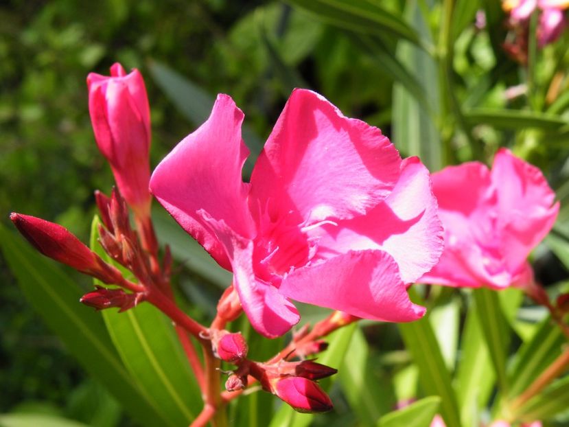 leandru - 2022 cu floricele