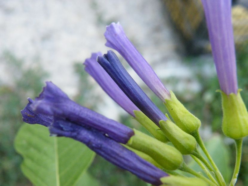 iochroma cyaneum - 2022 cu floricele