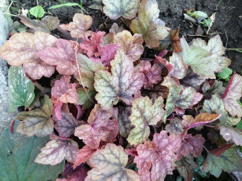  - Heuchera hosta evonymus 2022