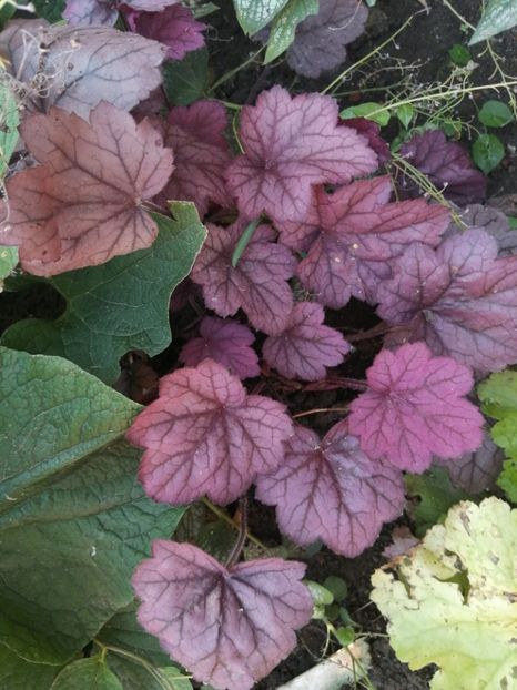  - Heuchera hosta evonymus 2022