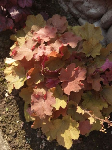  - Heuchera hosta evonymus 2022