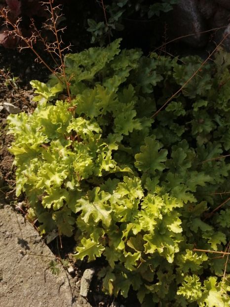  - Heuchera hosta evonymus 2022