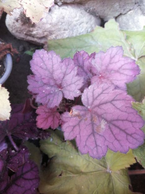  - Heuchera hosta evonymus 2022