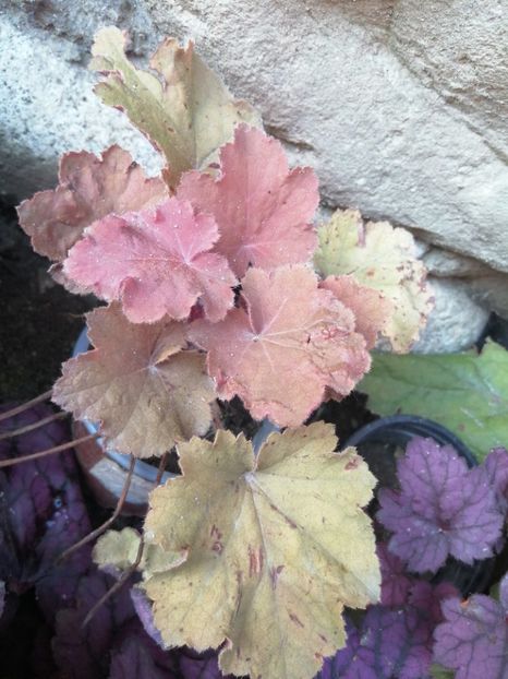  - Heuchera hosta evonymus 2022