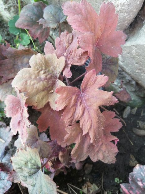  - Heuchera hosta evonymus 2022