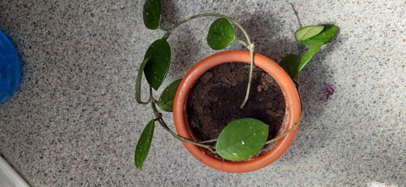 Hoya carnosa - 15 lei - 00 2022 Plante de vanzare