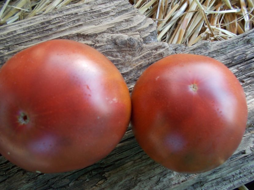  - SEMINTE ROSII - T 893 BLACK SMILE