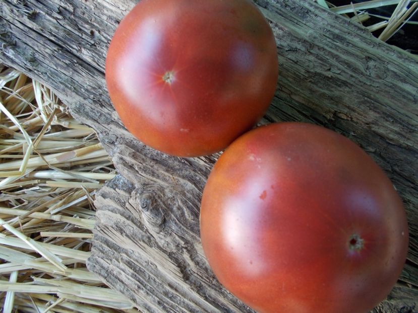  - SEMINTE ROSII - T 893 BLACK SMILE