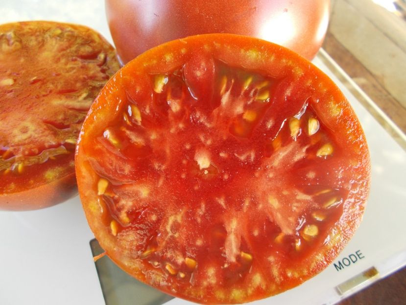  - SEMINTE ROSII - T 893 BLACK SMILE