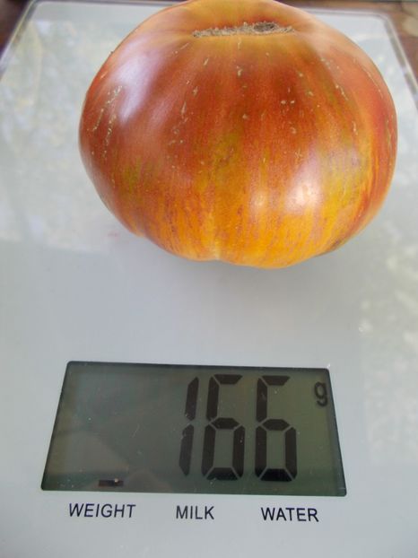  - SEMINTE ROSII - T 967 GUNMETAL GREY