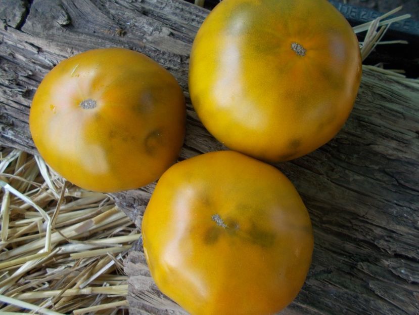  - SEMINTE ROSII - T 839 MAX S LARGE GREEN