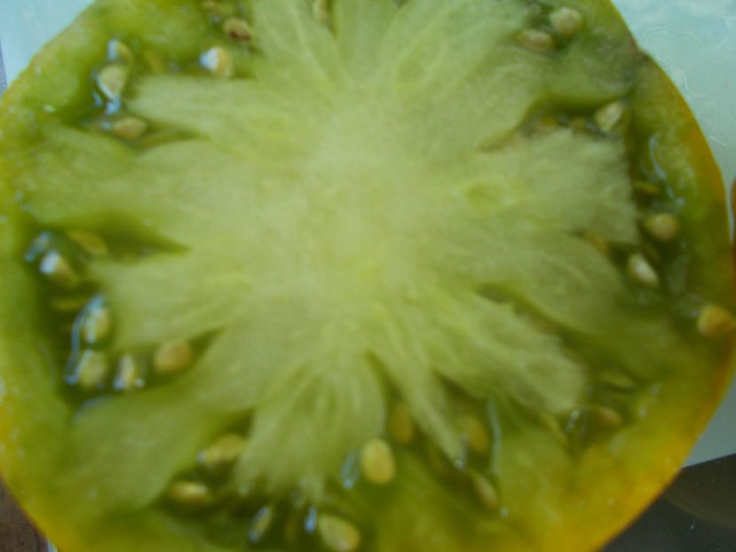  - SEMINTE ROSII - T 839 MAX S LARGE GREEN