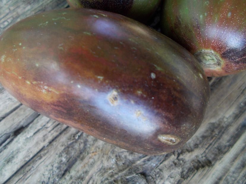  - SEMINTE ROSII - T 890 BOAR S TOOTH