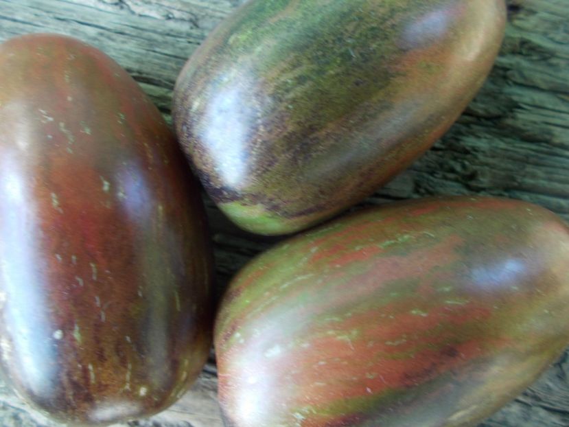  - SEMINTE ROSII - T 890 BOAR S TOOTH