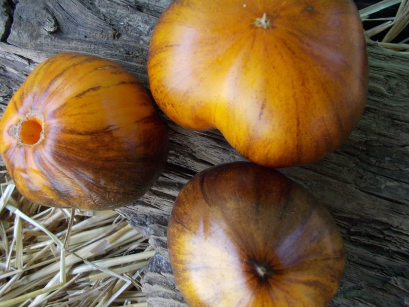  - SEMINTE ROSII - T 957 PURPLE SUNRISE