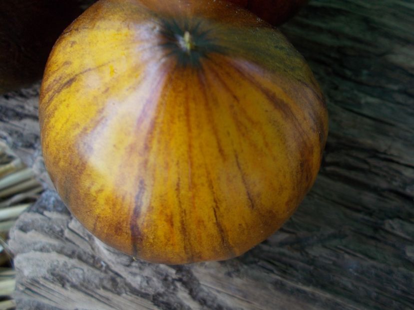  - SEMINTE ROSII - T 957 PURPLE SUNRISE