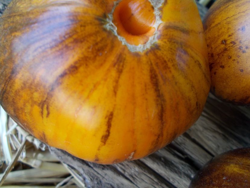  - SEMINTE ROSII - T 957 PURPLE SUNRISE