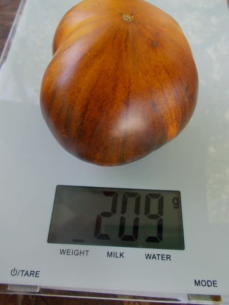  - SEMINTE ROSII - T 957 PURPLE SUNRISE