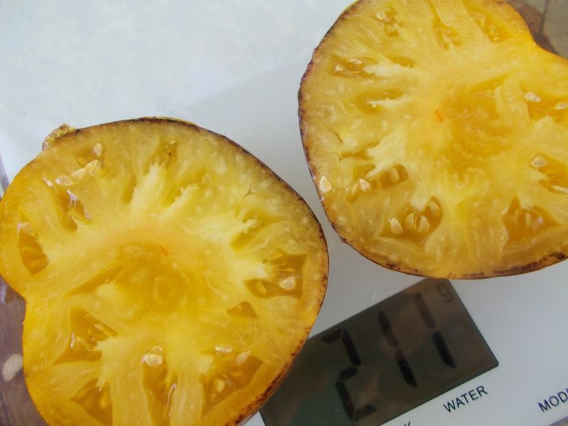  - SEMINTE ROSII - T 957 PURPLE SUNRISE