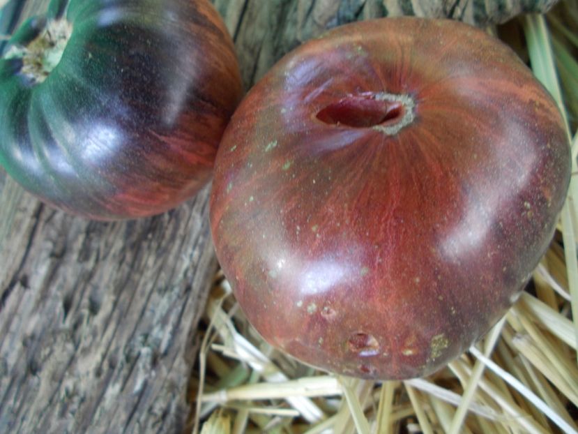  - SEMINTE ROSII - T 912 MARSHA S STARFIGHTER BEEFSTEAK