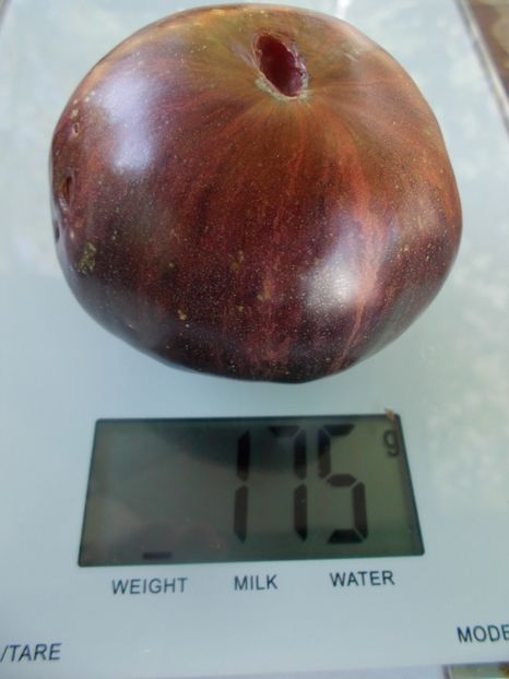  - SEMINTE ROSII - T 912 MARSHA S STARFIGHTER BEEFSTEAK