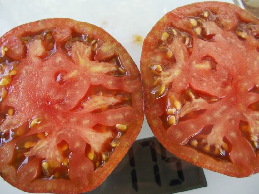  - SEMINTE ROSII - T 912 MARSHA S STARFIGHTER BEEFSTEAK