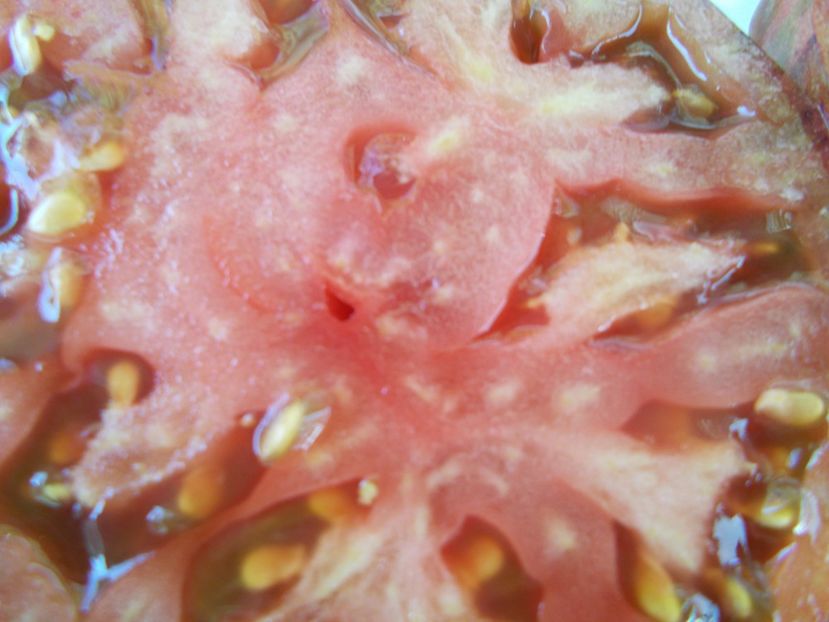  - SEMINTE ROSII - T 912 MARSHA S STARFIGHTER BEEFSTEAK