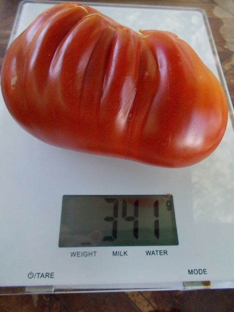  - SEMINTE ROSII - T 930 CANESTRINO DI LUCCA