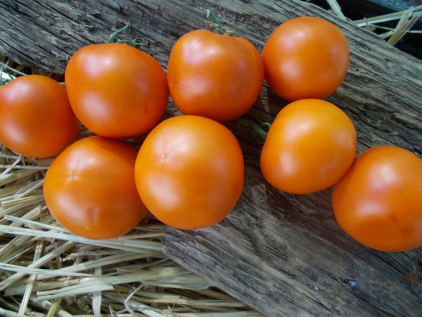  - SEMINTE ROSII - T 965 BELARUS ORANGE - sezon scurt