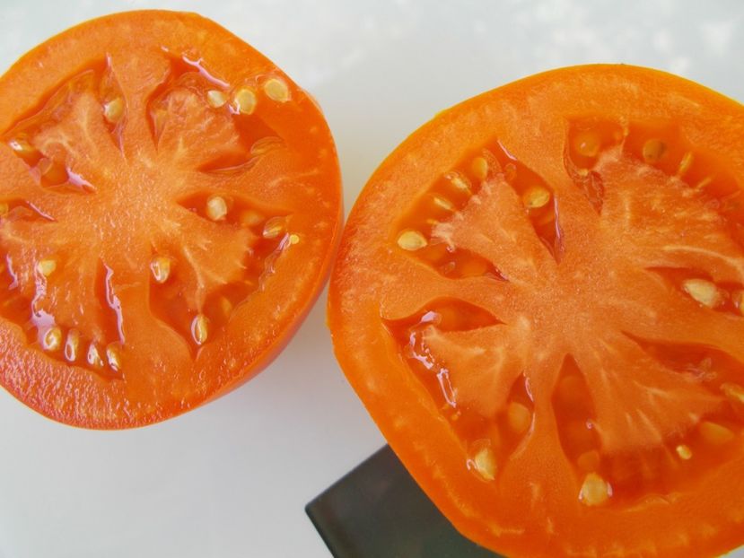  - SEMINTE ROSII - T 965 BELARUS ORANGE - sezon scurt