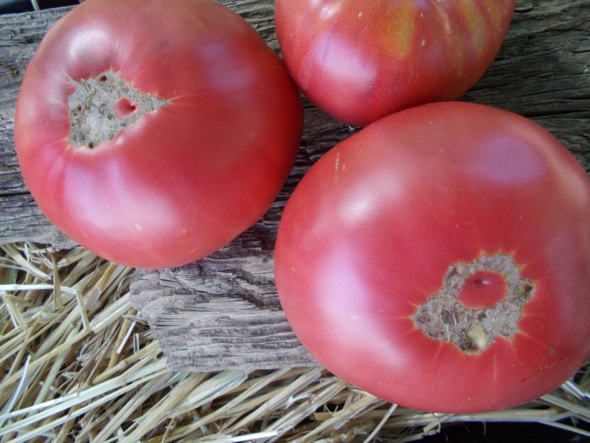  - SEMINTE ROSII - PRUDENS PURPLE