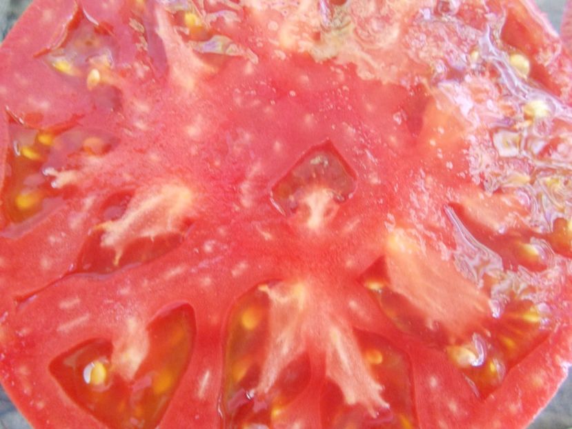  - SEMINTE ROSII - PRUDENS PURPLE