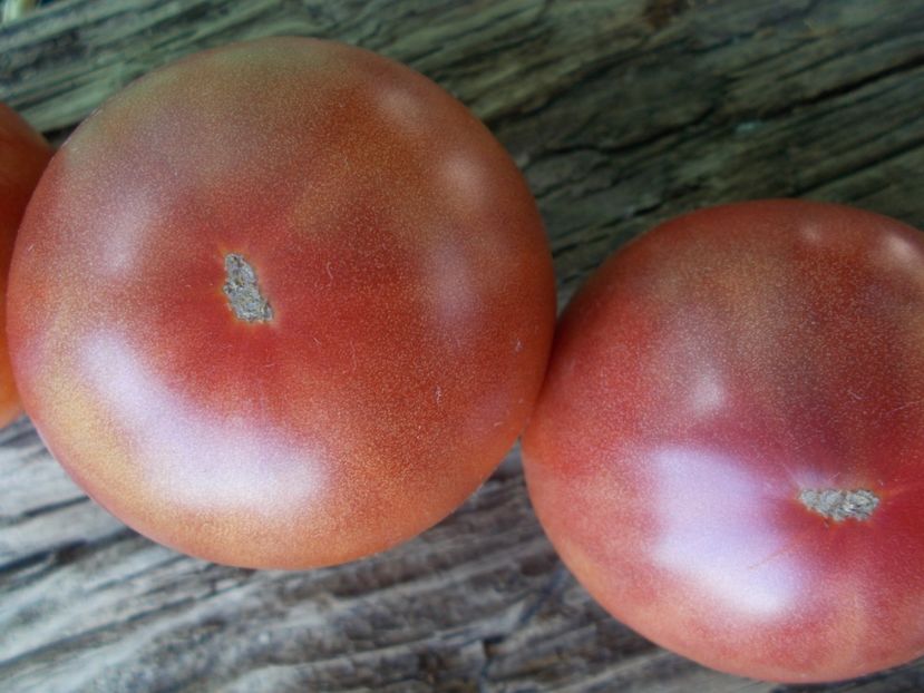  - SEMINTE ROSII - T 832 TSYGANOCHKA