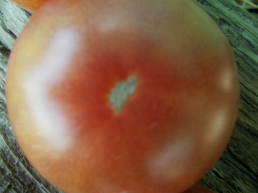  - SEMINTE ROSII - T 832 TSYGANOCHKA