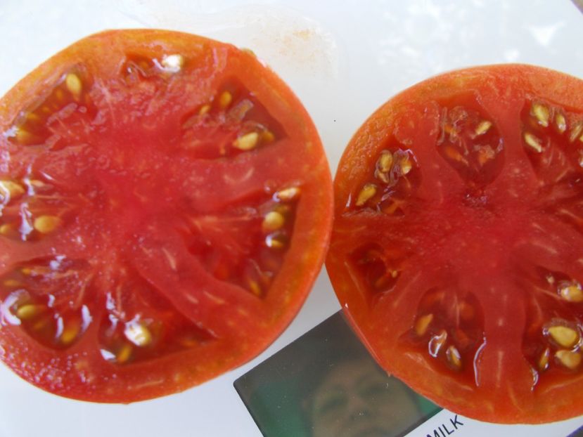  - SEMINTE ROSII - T 832 TSYGANOCHKA